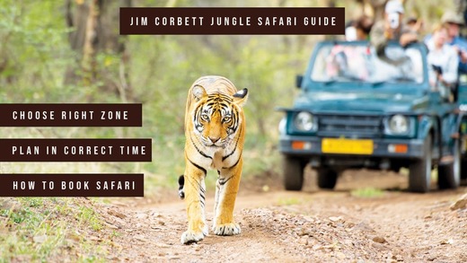 How to Plan Jim Corbett Jungle Safari.jpeg