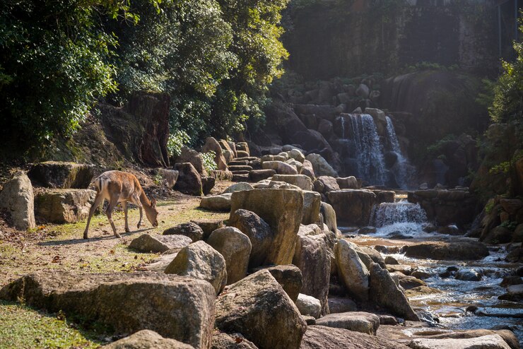 Rajaji National Park.jpg