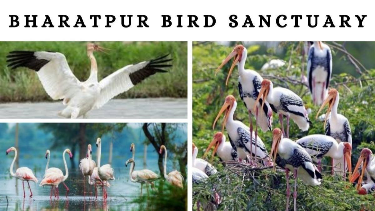 Bharatpur Bird Sanctuary.jpg